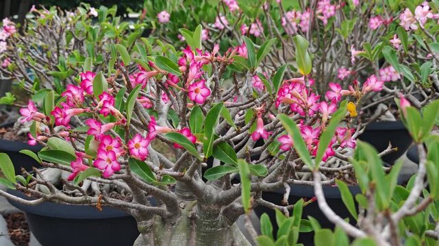 Pink adeniums, or desert roses, are blooming in the garden.
