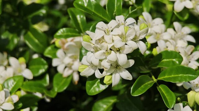 Murraya paniculata, orange jasmine with green leaves background