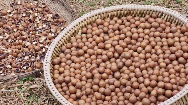Macadamia nuts in a basket