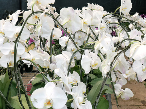 Abundant white moth orchids arranged across nursery benches represent wholesale flower inventory, commercial cultivation, retail sourcing, seasonal stock, and garden supply.