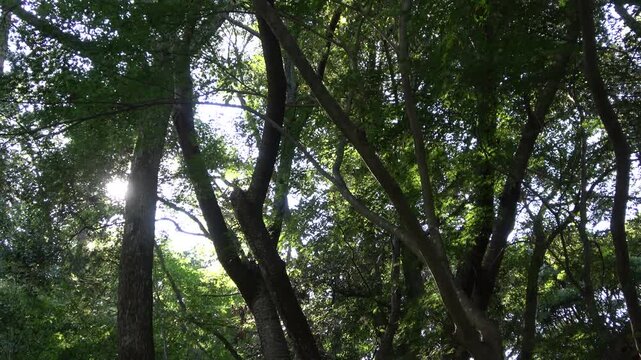 Sunlight Filtering Through Green Trees in a Quiet Forest