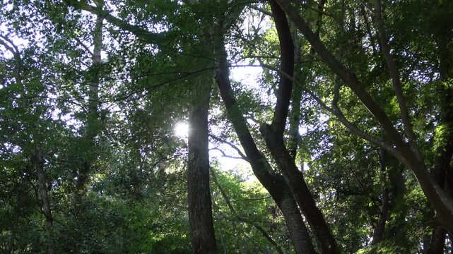 Sunlight Filtering Through Green Trees in a Quiet Forest