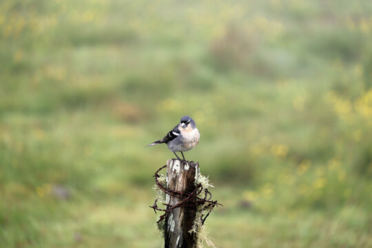 Azores Chaffinch at the crater lakes Lagoa do Capitao on the Azorean island of Pico