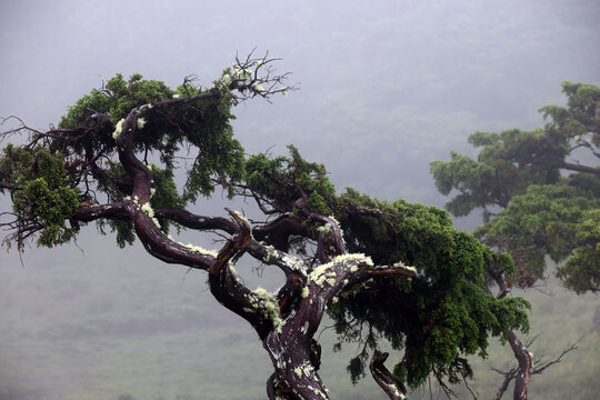 Moss-covered, gnarled juniper trees in the mist at the crater lakes of Lagoa do Capitao on the island of Pico, Azores, Portugal  