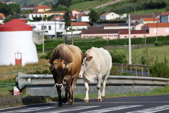Cows on the road at Monument to Our Lady of the Conception, Horta, Faial Island, Azores, Portugal 