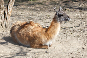 Fototapeta premium Llama sits quietly in sandy area beside tree trunk