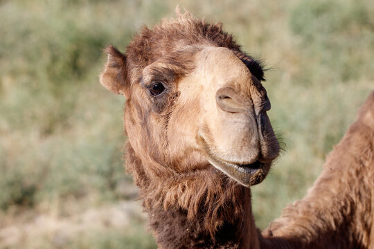 Camel with gentle expression stands in natural setting