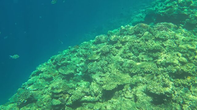 Slow motion underwater background video of gliding over natural coral reef structure in shallow blue ocean water with fine details. (4K)