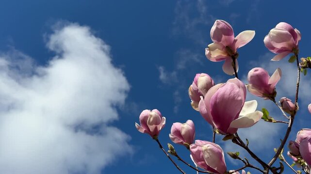 Magnolia blossoms against sky with clouds.