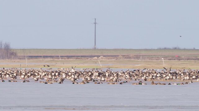 Greater white-fronted geese (Anser albifrons) flock feeding in a flooded winter meadow