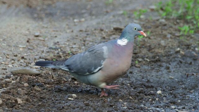 A common wood pigeon (Columba palumbus) drinking from a forest pond