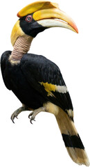 Great hornbill bird profile isolated on solid black background © Rian