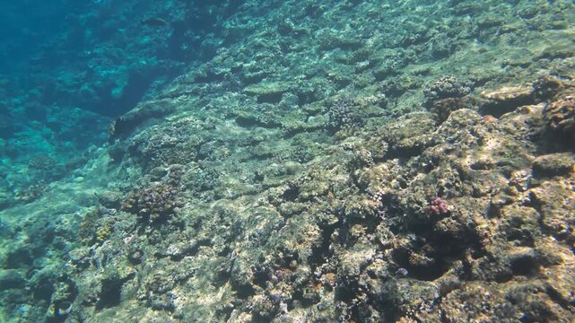 Smooth underwater camera movement over a tropical coral reef in slow motion, relaxing deep sea environment with crystal clear blue water, 4K footage.
