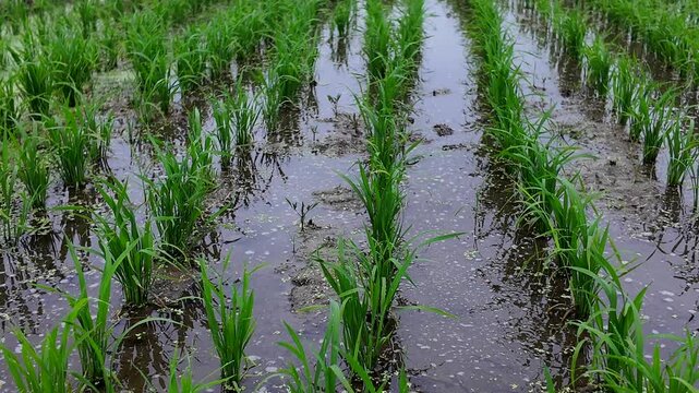 Rows of young rice growing through shallow water under ideal field conditions. Early cultivation stage highlighting efficient irrigation, healthy vegetation and productive farming.