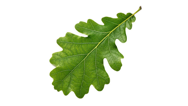 Single fresh green oak leaf detailed botany foliage autumn spring nature environment ecology isolated on transparent background