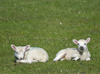 Fototapeta premium Lambs in a field in Wharfedale near Buckden in the Yorkshire Dales National Park