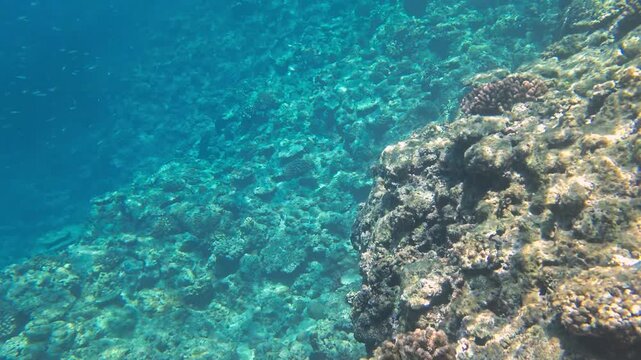 Smooth underwater camera movement over a tropical coral reef in slow motion, relaxing deep sea environment with crystal clear blue water, 4K footage.