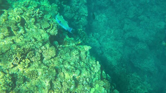 Smooth underwater camera movement over a tropical coral reef in slow motion, relaxing deep sea environment with crystal clear blue water, 4K footage.