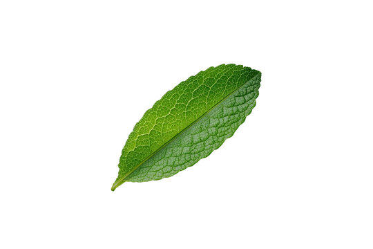 Single fresh mint leaf isolated on transparent background