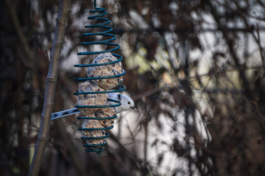 Feeding birds in winter: a long-tailed tit eating from a fat ball-Aegithalos caudatus