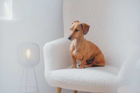 A small dachshund dog rests on a white armchair in a modern home interior