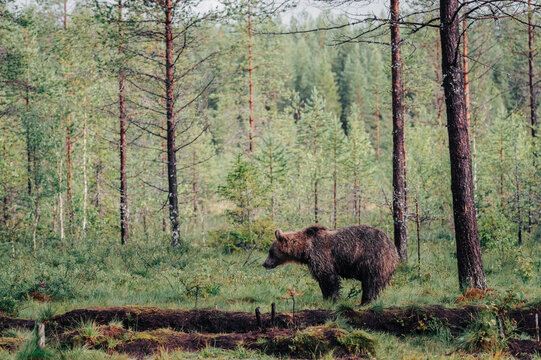 Wild brown bear walking through a lush green forest