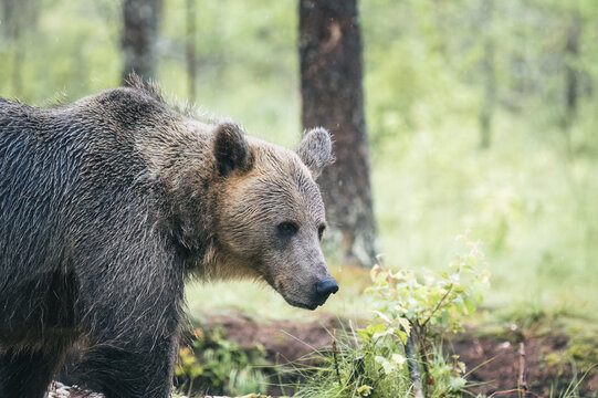 Large brown bear with wet fur in the rain