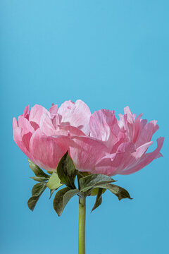 Pink peony flower blooming against a solid blue background