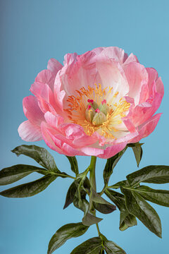 Single blooming pink peony against a blue background
