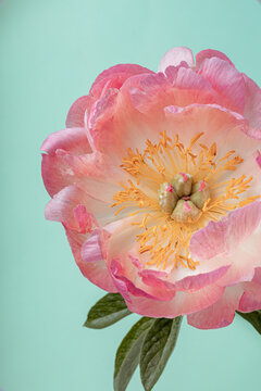 Beautiful pink peony flower on mint green background