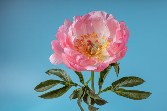 Beautiful pink peony flower against a blue background