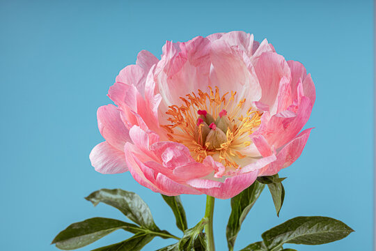 pink peony flower against a blue background
