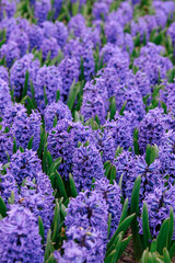Fototapeta premium Field of purple hyacinth flowers in green foliage