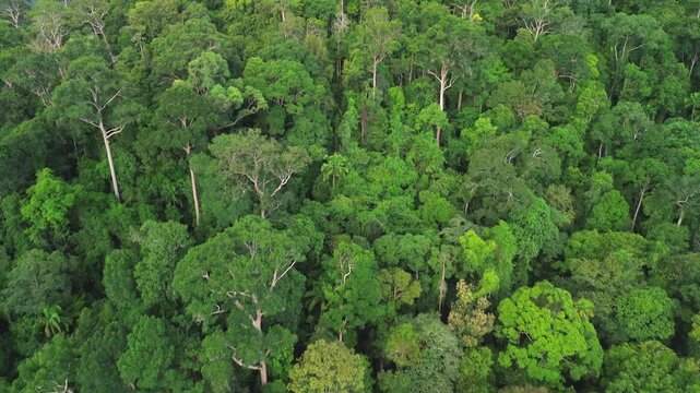 Drone flyover above the primary rainforest with a gradual camera tilt revealing the hilly tropical landscape of Al-Sultan Abdullah Royal Tiger Reserve near Taman Negara, Pahang, Malaysia, May 2026.