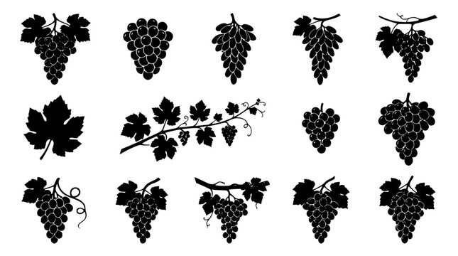 Grapes and Vine Leaves Vector Illustrations in Various Cluster and Leaf Arrangements for Design Use Featuring Fruit, Botanical