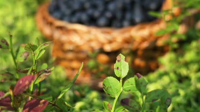 Focus pull from forest moss and blueberry branches to a basket full of wild blueberries, close up