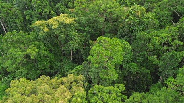 Drone flyover above diverse primary tropical rainforest canopy revealing rich forest texture near Sungai Tembeling, Al-Sultan Abdullah Royal Tiger Reserve, Pahang, Malaysia