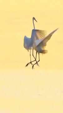 Two white egrets dancing at sunset over water