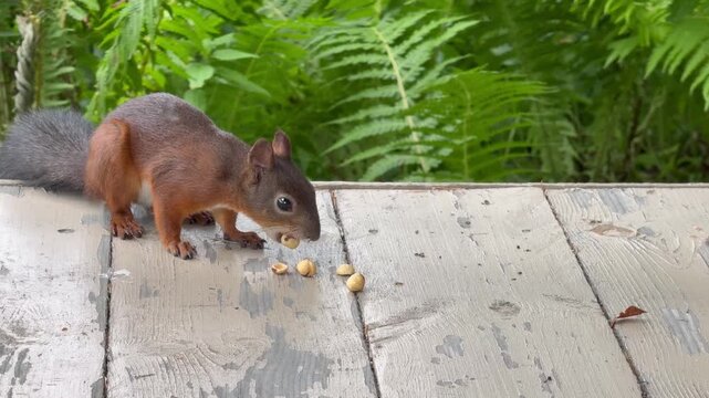 Video of a furry red squirrel (Lat. Sciurus) cam to porch of country house end eat hazelnuts on summer day. Close-up view. Wildlife feeding concept