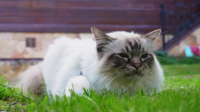 The cat is lying on the grass