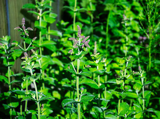Green mint plants with small purple flowers blooming in a garden © Irene Kulinchyk