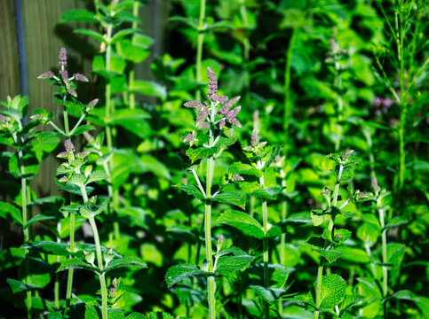 Green mint plants with small purple flowers blooming in a garden