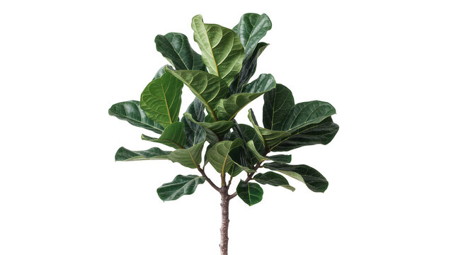 Fiddle leaf fig plant with large dark green leaves, isolated on transparent background