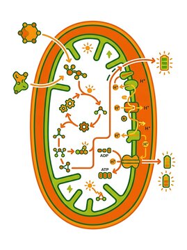 Diagram of cellular respiration in a mitochondrion organelle