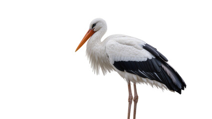 Fototapeta premium White stork with orange beak and black wing feathers, isolated on transparent background