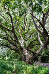 Fototapeta premium Majestic Ancient Tree With Sprawling Branches in Lush Natural Forest Landscape