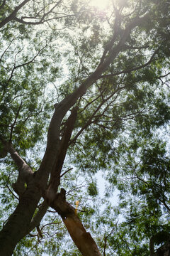 Looking Up Through Green Tree Canopy With Sunlight Filtering Between Branches