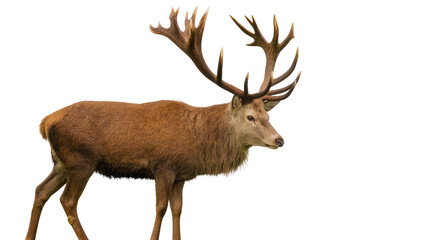 Fototapeta premium Majestic red deer stag with large antlers, isolated on transparent background