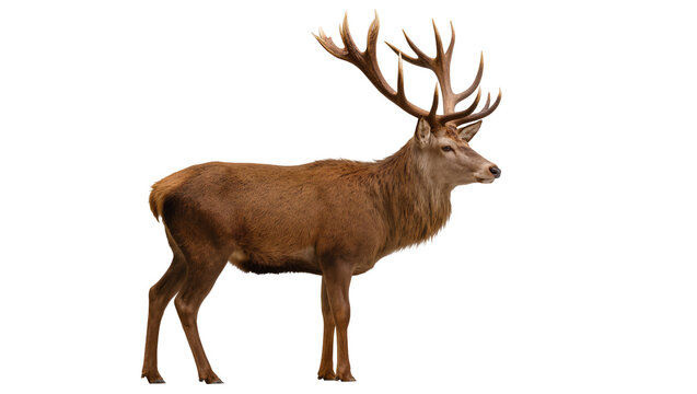 Majestic red deer stag with large antlers, isolated on transparent background