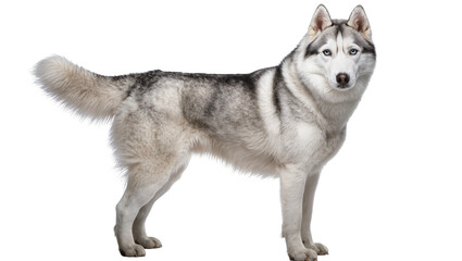 Siberian Husky dog with striking blue eyes standing alert, isolated on transparent background © Sorin